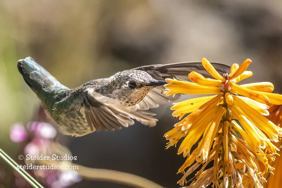 Steider Studios.Hummingbird.Kniphofia.8.24.21.jpg