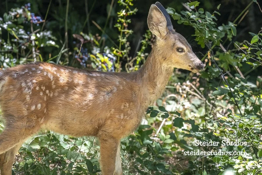 Steider Studios.Fawn.8.9.20.jpg