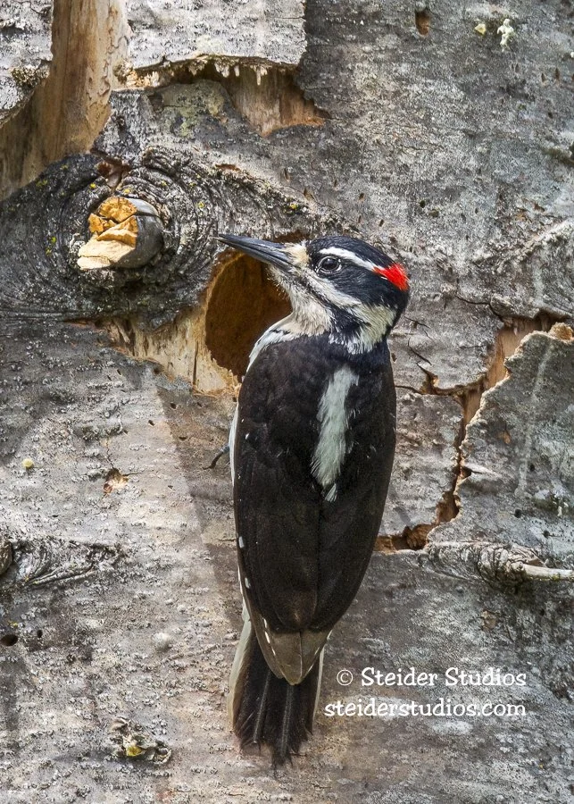 Steider Studios.Hairy Woodpecker at Nest.Lyle.5.24.14-2.jpg