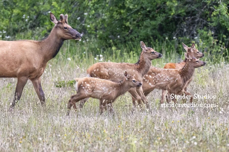 Steider Studios.Elk Calves.6.14.18-3.jpg