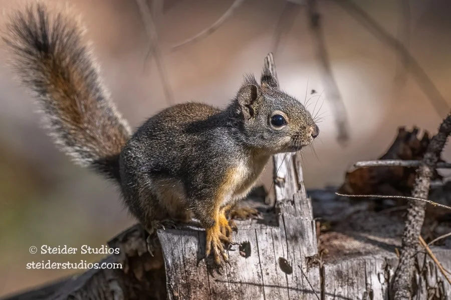 Steider Studios.Douglas Squirrel.5.4.22.jpg