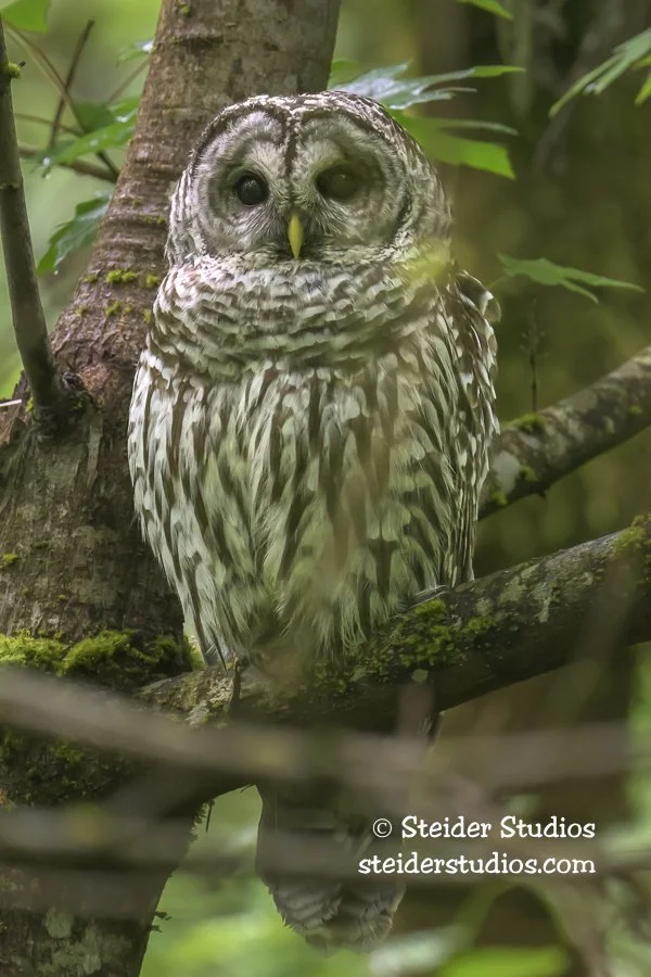 Steider Studios.Barred Owl.5.29.25.jpg
