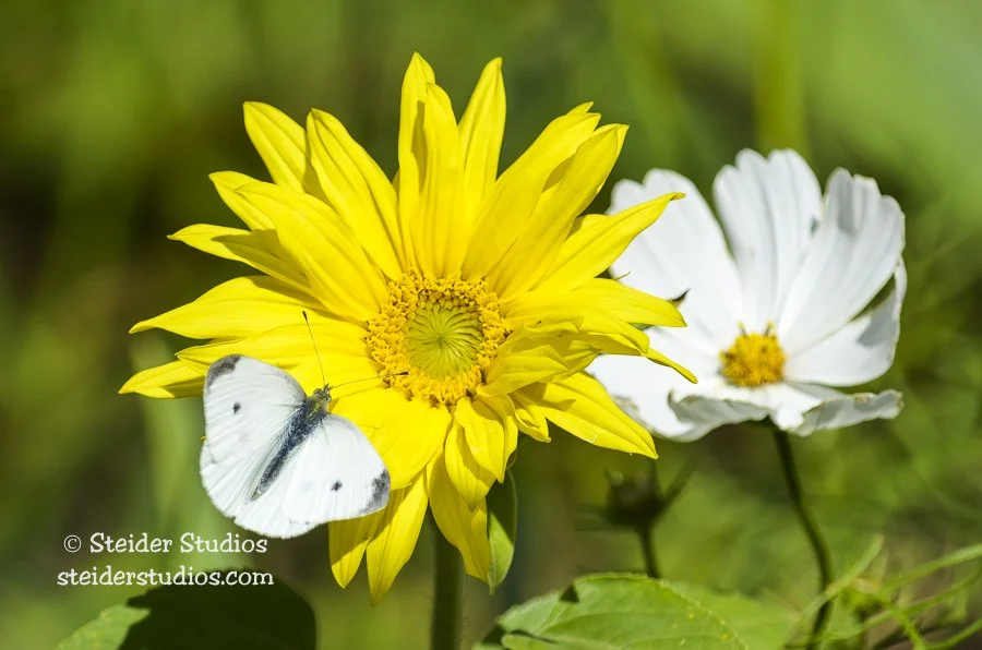 Steider Studios.Cabbage White Butterfly.Sunflower.9.12.12.jpg