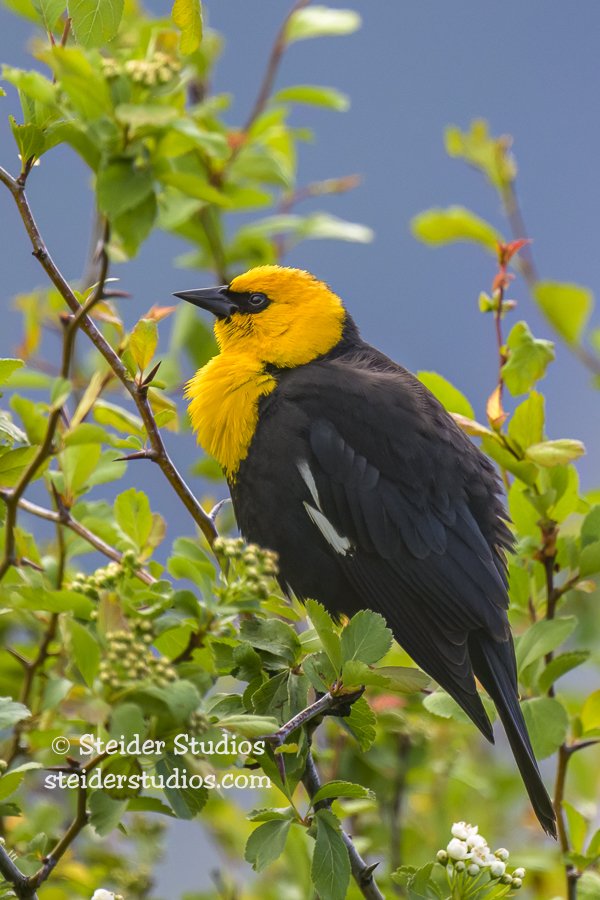 Steider Studios.YH Blackbird.5.24.23-5.jpg