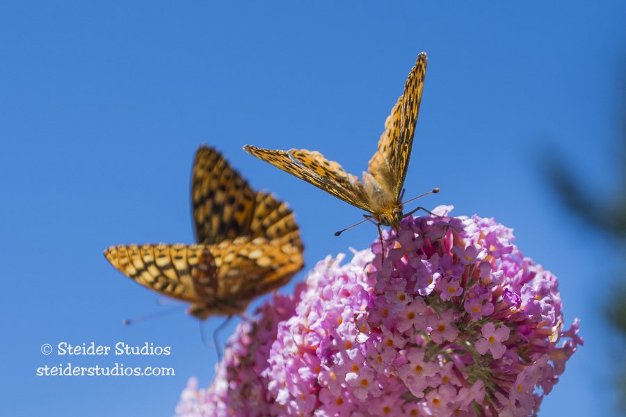 Steider Studios.Checkerspot.8.1.16-2.jpg