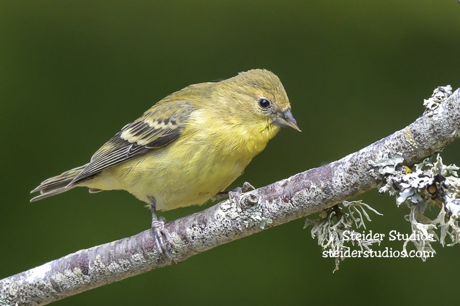 Steider Studios.Goldfinch.9.10.23.jpg