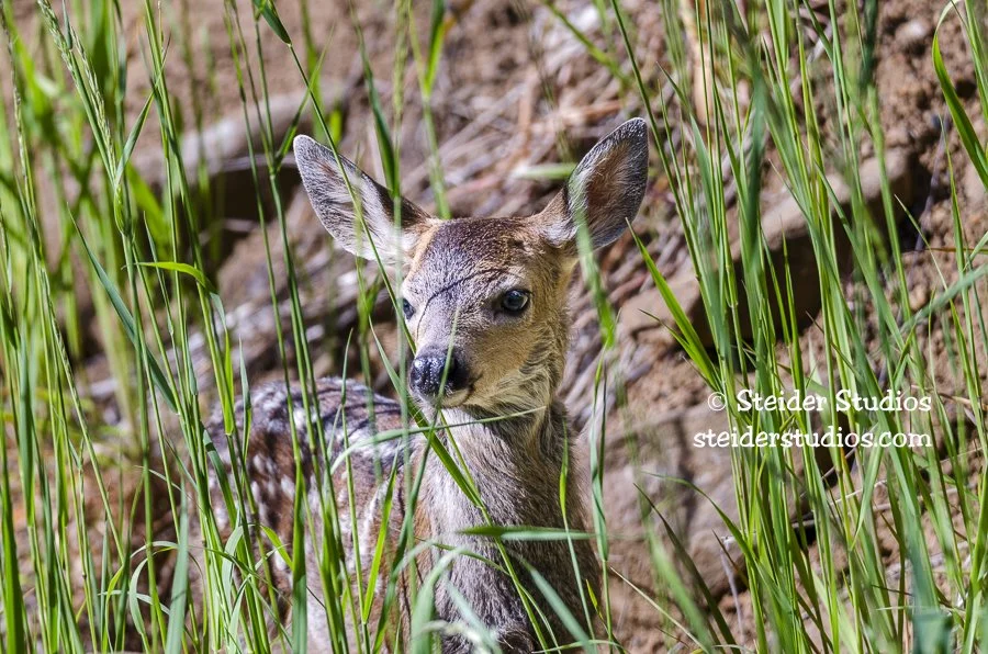 Steider Studios.Fawn.6.2.14.jpg