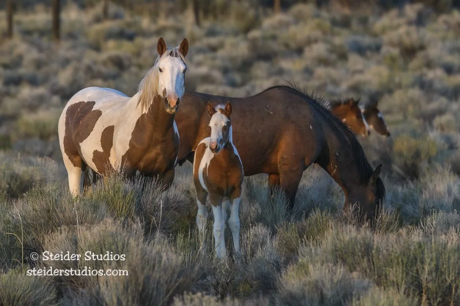 Family with Mini Me Wild Horse