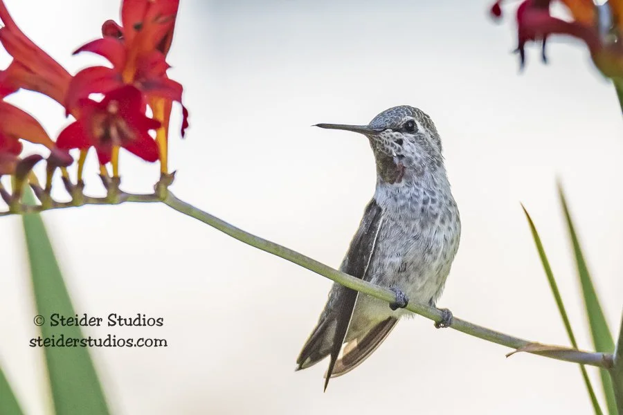 Anna's Hummingbird Resting on Crocosmia Branch with White Background