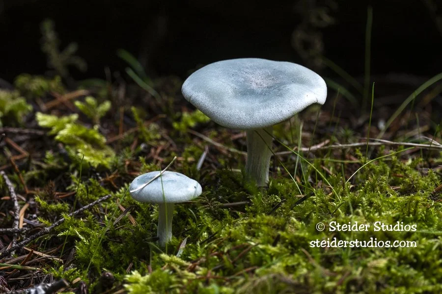 Steider Studios.blue green anise mushroom.Wyeth.9.30.19.jpg