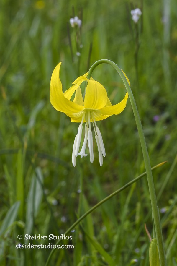 Steider Studios.Glacier Lily.4.23.17.jpg