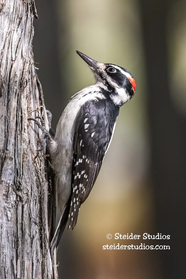 Steider Studios.Hairy.Bend.10.6.17.jpg