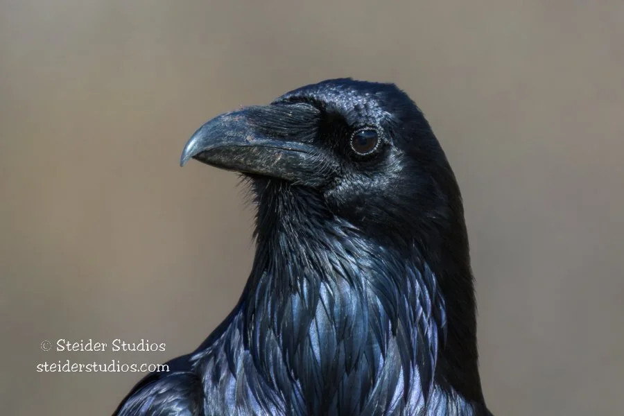 Steider Studios.Raven.2.9.23.jpg
