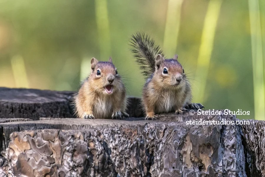 Steider Studios.Squirrel.Golden-mantled.6.20.19-2.jpg