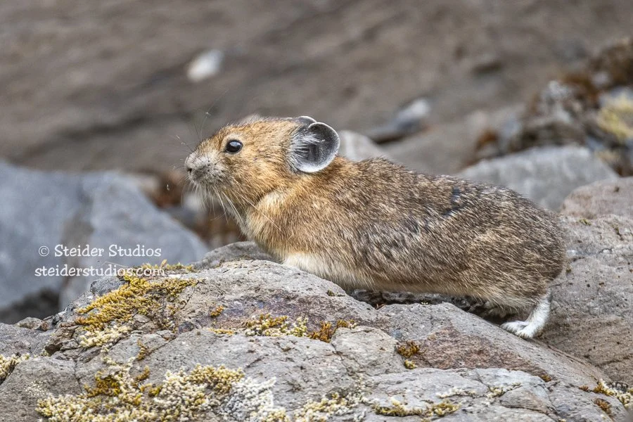 Steider Studios.Pika.McClellan.7.2.18-2.jpg