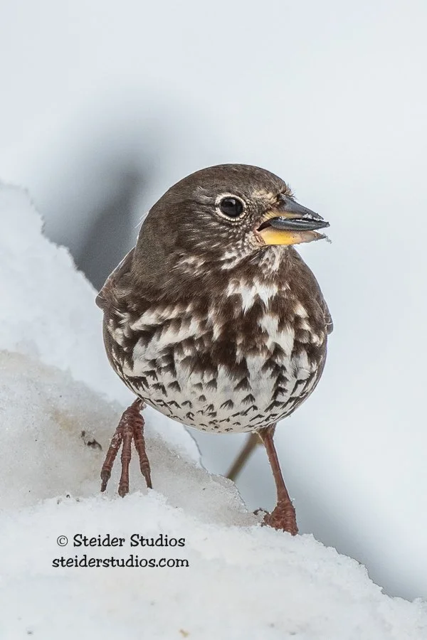 Steider Studios.Fox Sparrow.2.17.19 copy.jpg