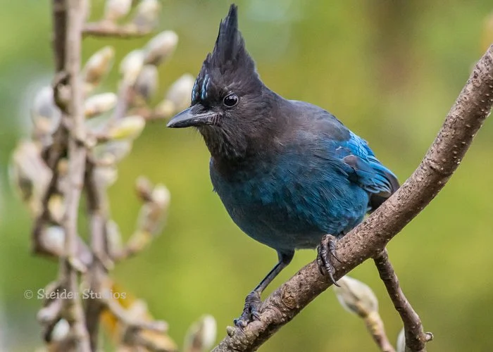 Steider Studios.Steller's Jay.11.24.17.jpg