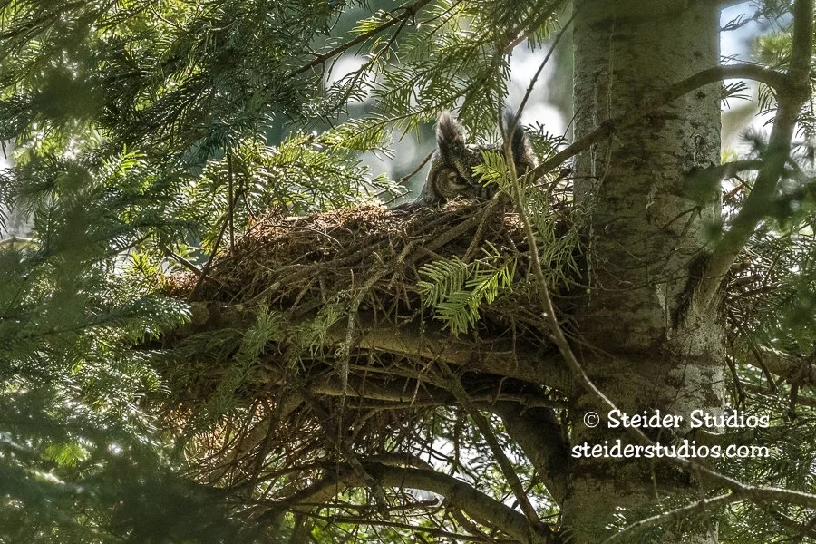 Steider Studios.GHO on Nest.3.25.21.jpg