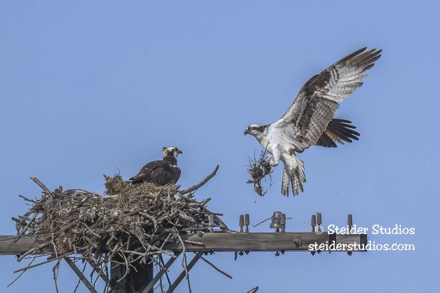 Steider Studios.Osprey.14 Hwy.4.11.24.jpg