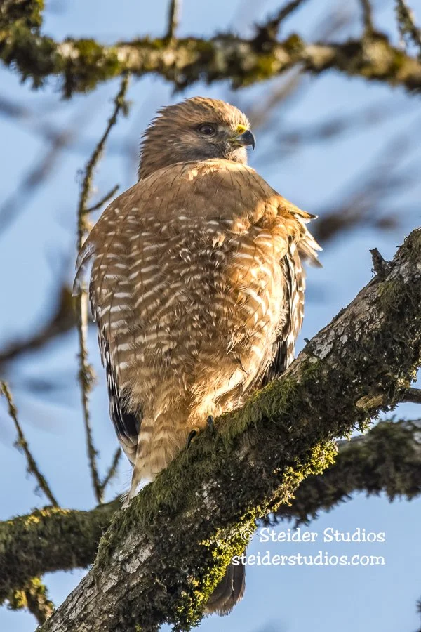 Steider Studios.RSHA.Rdgfld.12.11.17-1.jpg