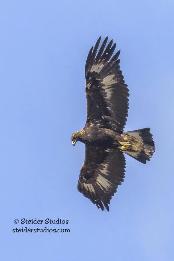 Steider Studios.Golden Eagle.2.8.23.jpg