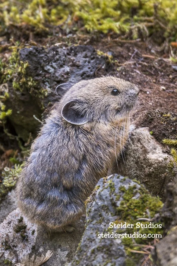 Steider Studios.Pika.5.14.16 copy.jpg