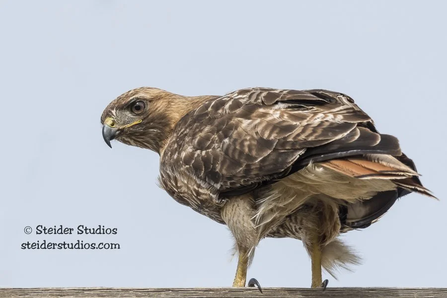 Steider Studios.Red-tailed Hawk.6.10.17.jpg
