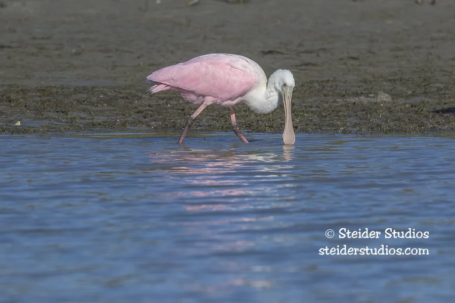 Steider Studios.Roseate Spoonbill.1.27.26-5.jpg
