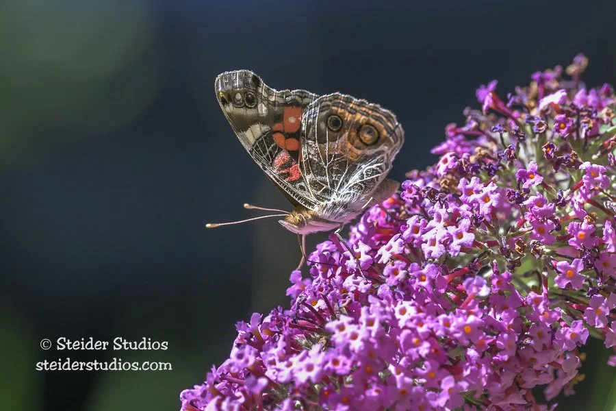 Steider Studios.Painted Lady.8.11.25.jpg