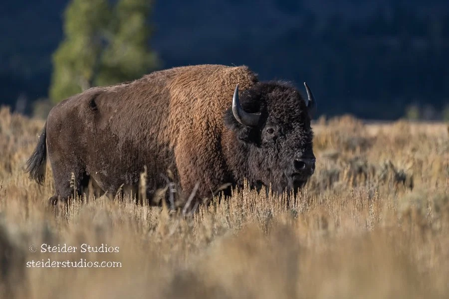 Steider Studios.Bison.9.20.22.jpg