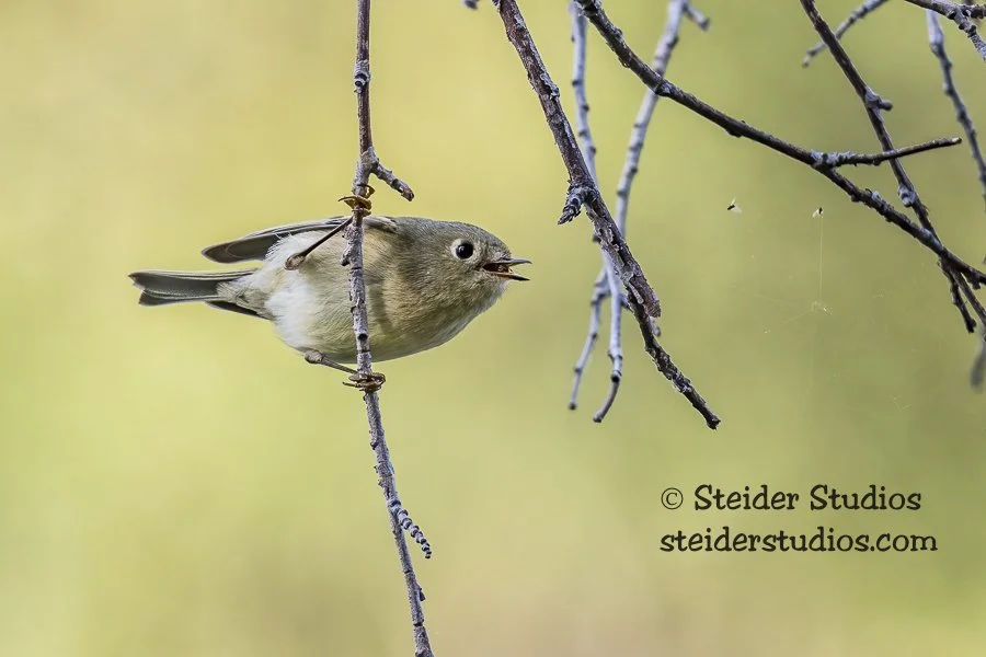 Steider Studios.Ruby-crowned Kinglet.Deschutes.10.9.17.jpg