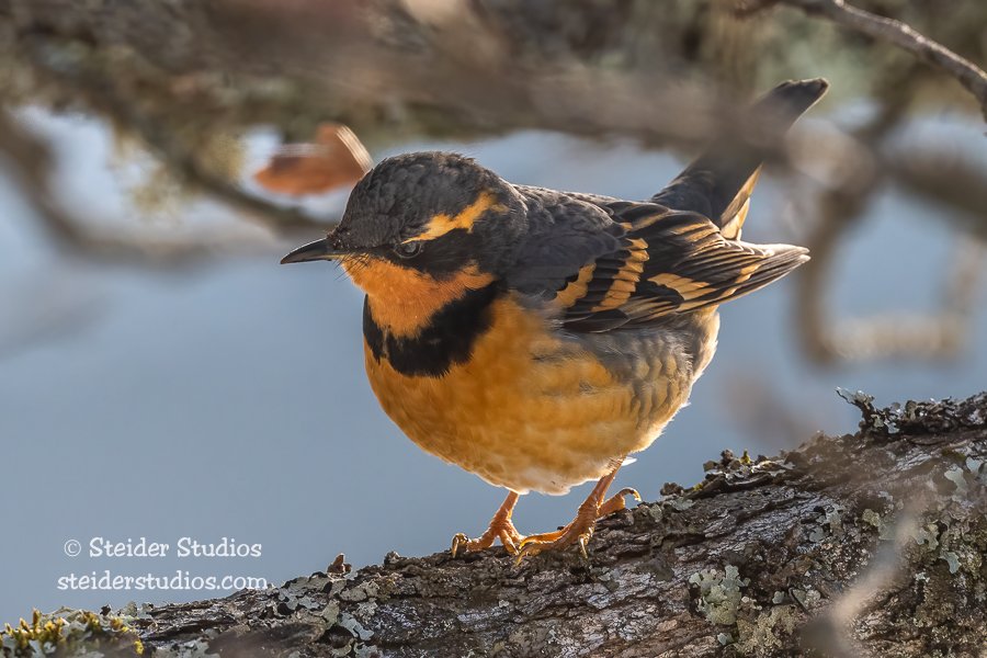 Steider Studios.Varied Thrush.1.1.22 copy.jpg
