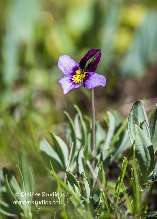 Steider Studios.Wildflower.4.15.16.jpg