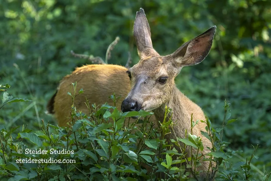 Steider Studios.4 Doe in Garden.8.5.19.jpg