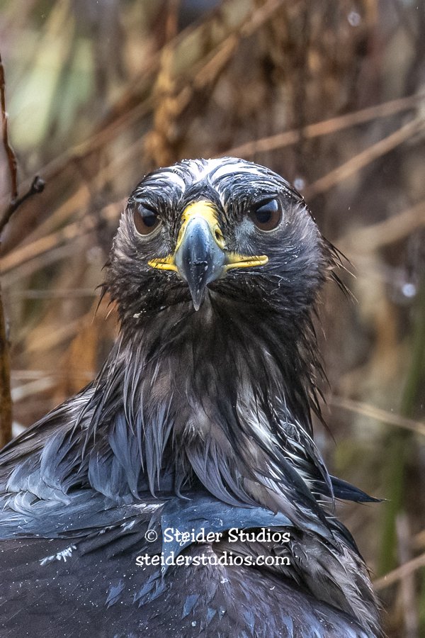 Steider Studios.Golden Eagle.1.4.19-1.jpg
