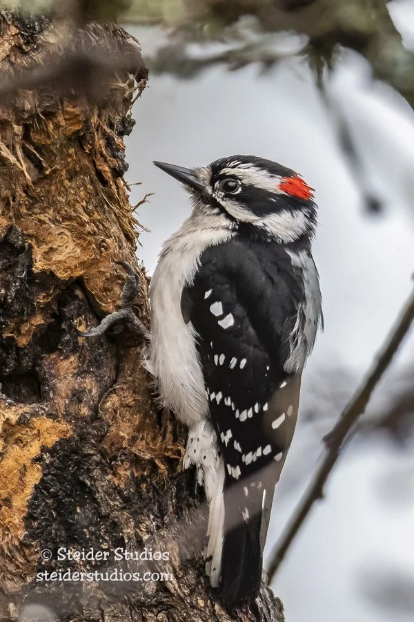 Steider Studios.Downy.Box Cyn.4.13.18.jpg