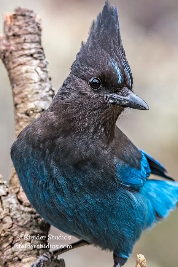 Steider Studios.Steller's Jay.3.31.18.jpg