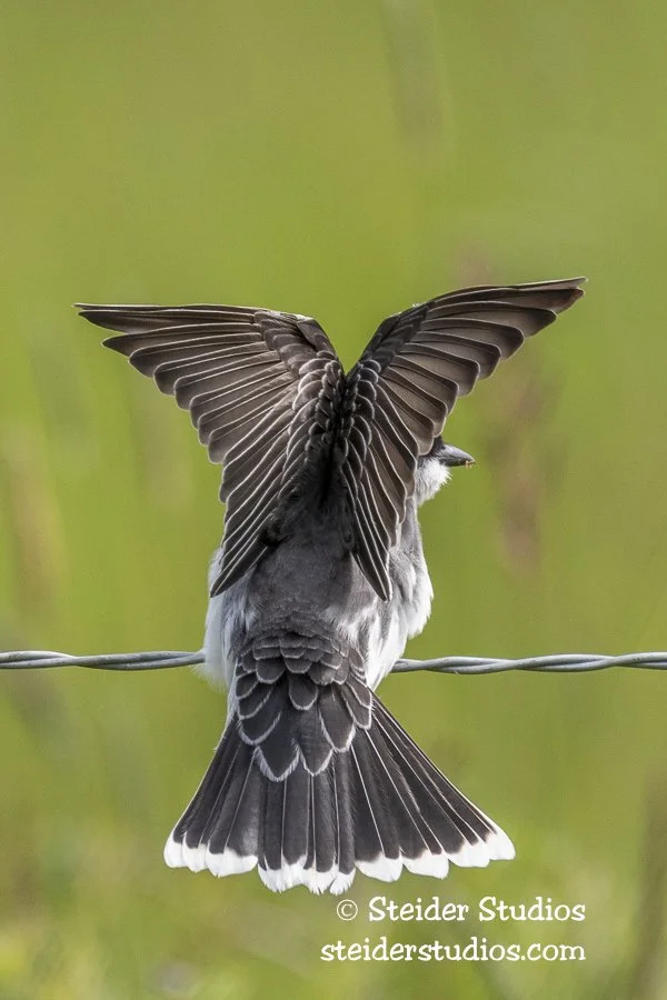 Steider Studios.Eastern Kingbird.5.28.19-3.jpg