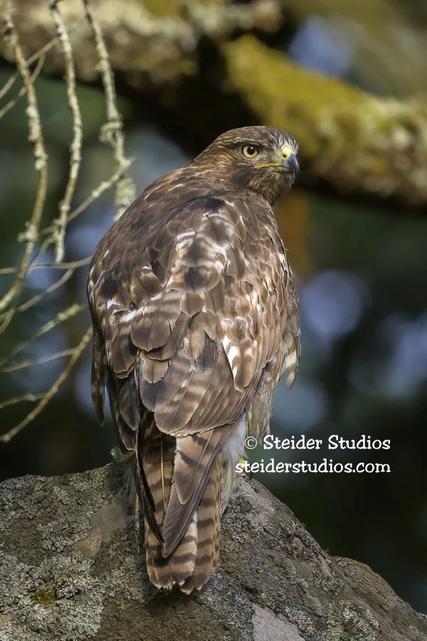 Steider Studios.RTHA.BeaconRk.6.8.23.jpg