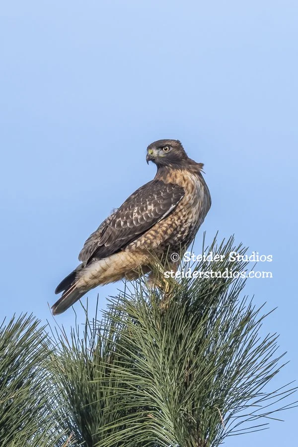 Steider Studios.RTHA.HiPr.11.8.21.jpg