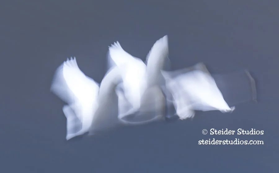 Steider Studios.Abstract.Swans.FranzLake.1.16.16.jpg