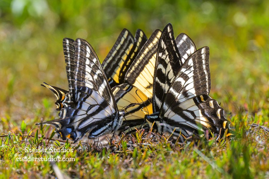 Steider Studios.Swallowtail Group.5.24.23.jpg
