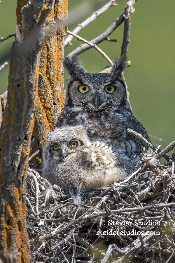 Steider Studios.Owl with Owlet.5.4.17.jpg