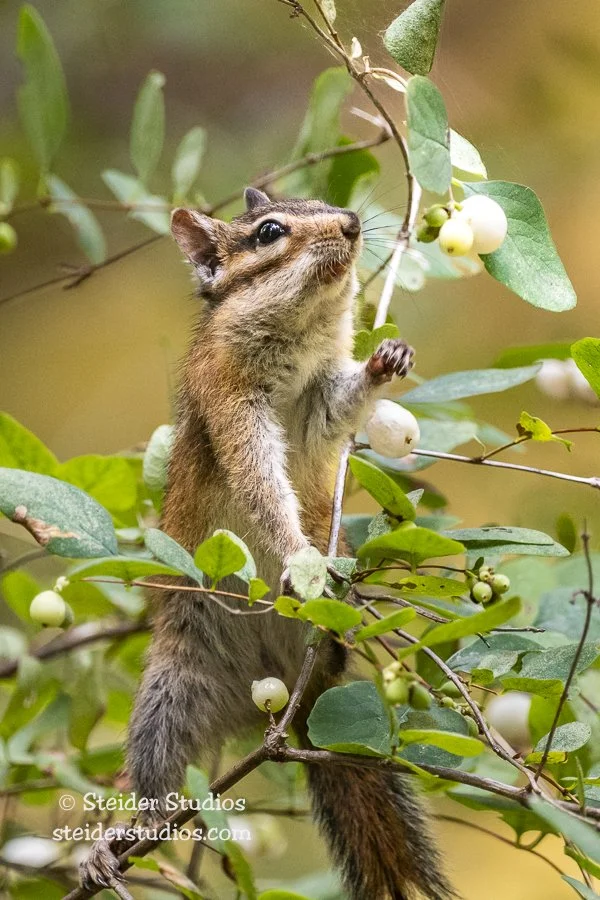 Steider Studios.Chipmunk.Beacon.8.20.19-4.jpg