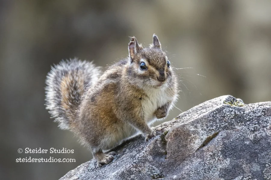 Steider Studios.Pika Hunt.5.3.18-5.jpg