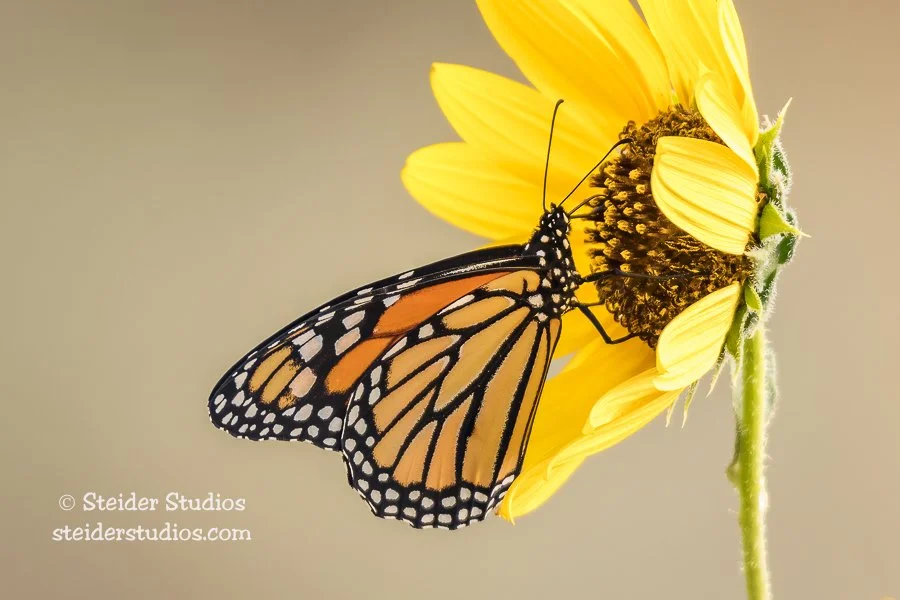 Steider Studios.Monarch.9.7.17-2.jpg