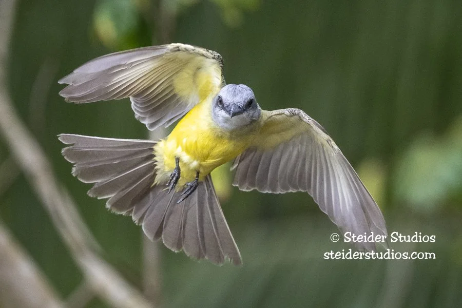 Steider Studios.Tropical Kingbird.4.10.25-3.jpg