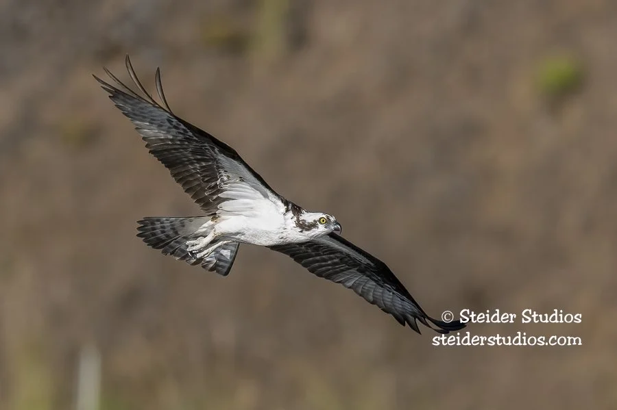 Steider Studios.Osprey.Rowland.6.22.22-2.jpg