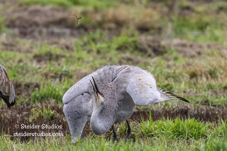 Steider Studios.Sandhill Crane.10.30.18.jpg