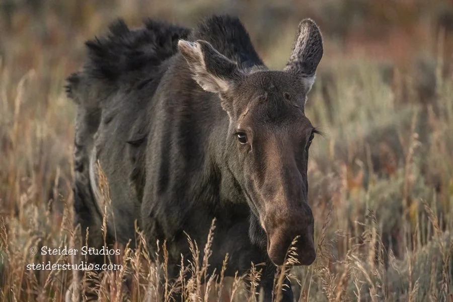 Steider Studios.Lady Moose.9.20.22.jpg